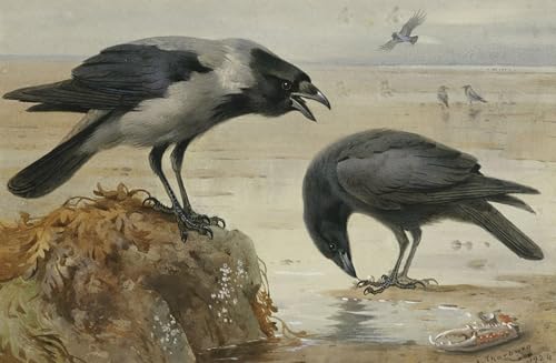 Affiche Toile un corbeau noir Archibald Thorburn portrait oiseau 60x90