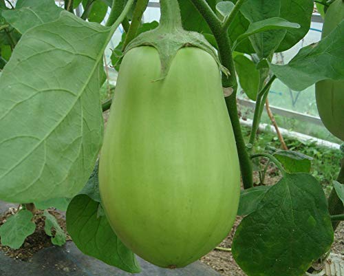Arlo Vegetable Seeds - Brinjal Big Green Eggplant Seeds Finest 50 Seeds (B07G5JGRF6) Amazon Price History, Amazon Price Tracker