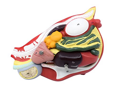 Image of Chicken Hen Anatomy Model, 6 Parts - Life Size Cross Section - Hand Painted - Designed by Veterinary Professionals - Eisco Labs