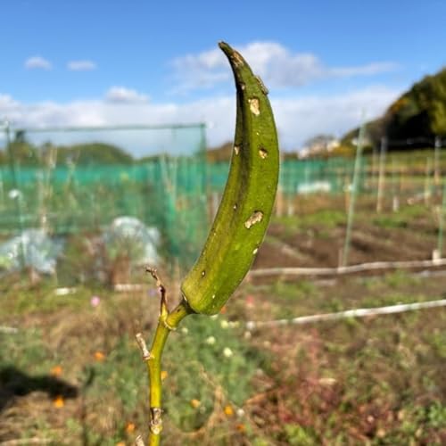 10.26 朝ライブ　畑締めなど