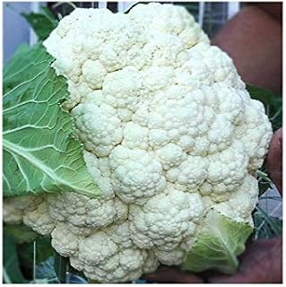 Fresh Cauliflower 1 head