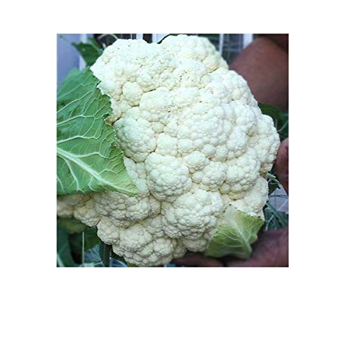 Fresh Cauliflower 1 head