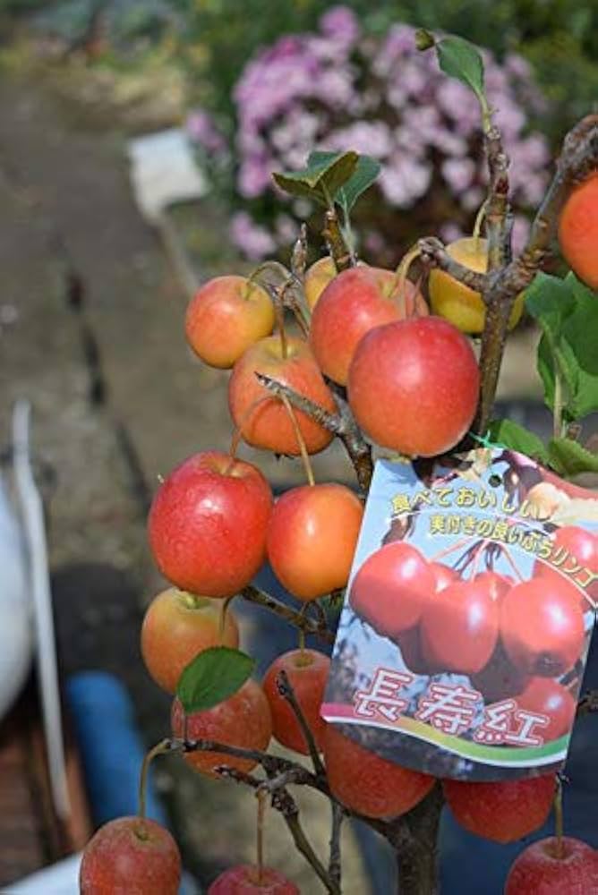 長寿紅リンゴ苗木 実がついてます。 鉢まま 楽天市場】2025年9月