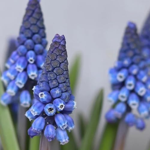 6bulbi di giacinto, estate di selvatici, giacinti, decorazione soggiorno, primaverili rustiche da giardino da balcone