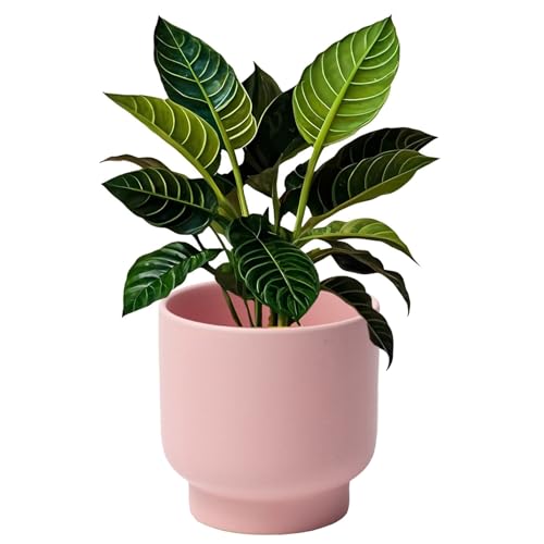 LB Pink Ceramic Plant Pots for Indoor Plants Succulent Planters Ceramic Plant Pot Cute Flower Pots for Living Room Office Home Decor Round Flower Pot of 4.3 Inch(Plant Not Included)