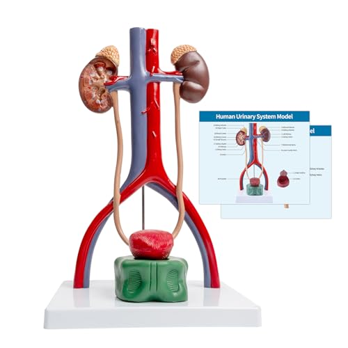 Image of Male Urinary System Anatomy Model, Human Life Size Removable Bladder Kidneys Ureters and Adrenal Glands with Product Manual Card and PVC Base Labeled Numbered for Medical Education Study