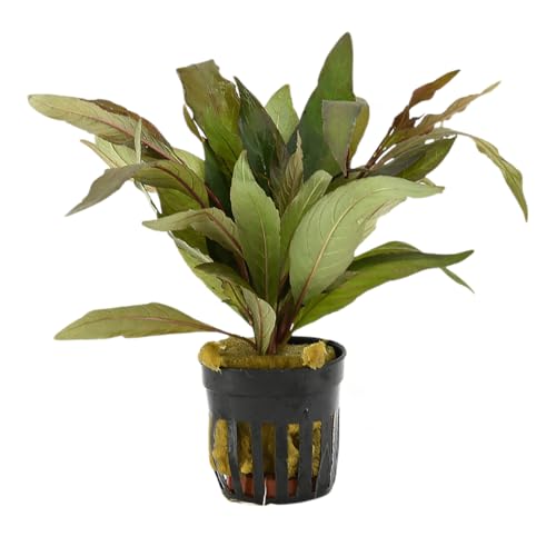 PlantasAcuario Planta acuática HYGROPHILA ANGUSTIFOLIA RUBRA planta de acuario viva y natural para acuarios plantados en maceta de 5cm