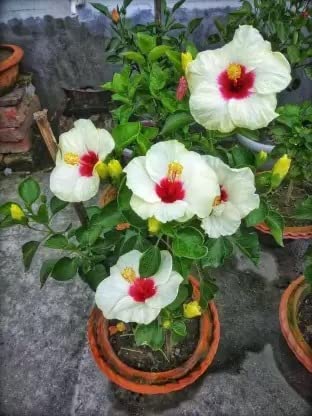 Cloud Farm Live White Hibiscus/Best Attractive Flowering Plant For Home/Balcony/Outdoor Garden - Healthy Live 1 Plant CF_41 (B0BCL7Z2N9) Amazon Price History, Amazon Price Tracker