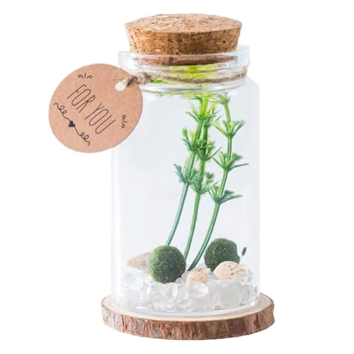 Generisch Pequeños tarros con tapón de corcho, transparente para botellas de, con tapón de madera, almacenamiento elegante para el hogar, cocina, decoración de escritorio