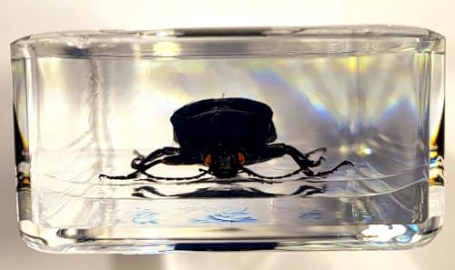 Image of 2.9 inch Real Snapping Jewel Beetle in Crystal Clear Lucite Resin Specimen Preserved Insect Taxidermy Collection for Biology Science Education & Desk Ornament Display Supplies Decor Paperweight