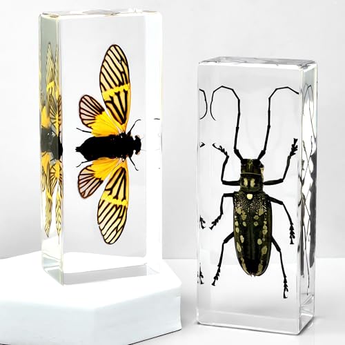 Image of Taxidermy Shrimp Beetle Scorpions, Real Bugs Insects Specimen in Resin, Clear Acrylic Sealed for Closer-Look & Study, Science Educational Classroom Specimens, Unique Amazing Gift (4.3x1.7x1.1-inch)