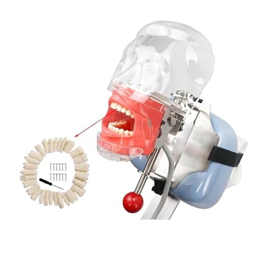 ���ȃV�~�����[�^�[�t�@���g���w�b�h���Ȗ͌^�������A���ȃC���v�����g�p�V�^�x���`�}�E���g�t��(28 Teeth)