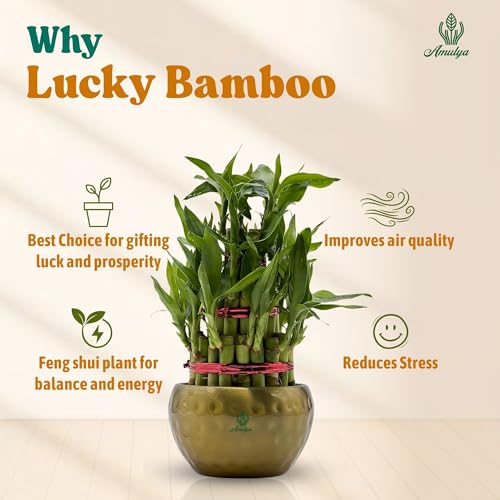 Image of Amulya Farms Lucky Bamboo Plant with Premium Golden Metal Planter | Feng Shui Plants | Good Luck Plant | Vastu Plants for Home Indoor | Live Plants for Living Room, Office, Desk, Decoration (3 layer)