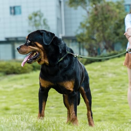 Dog Leash Braided Rope Traction  Walking Training Lead for Mediumlarge Dogs 12  2ft Dark Green  Cucciolini Doodles Dog leash braided rope traction  walking training lead for mediumlarge dogs 12  2ft dark green   cucciolini doodles