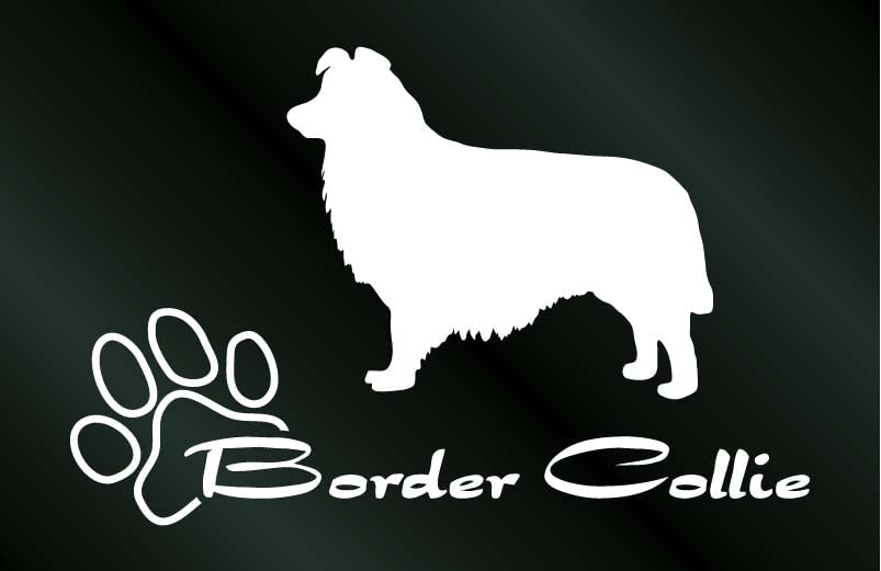 Autocollant Border Collie Blanc Studio Dom Bit Grand format pour voiture