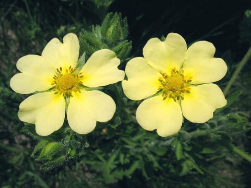 HOHES FINGERKRAUT - POTENTILLA RECTA 50+ SAMEN E 441