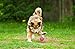 Snug Rubber Dog Balls for Small and Medium Dogs - Tennis Ball Size - Virtually Indestructible (3 Pack - Pink)