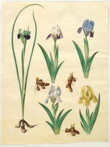 Hermodactylus Tuberosus Holtzbecker toile moderne pour sublimer un grand mur vide