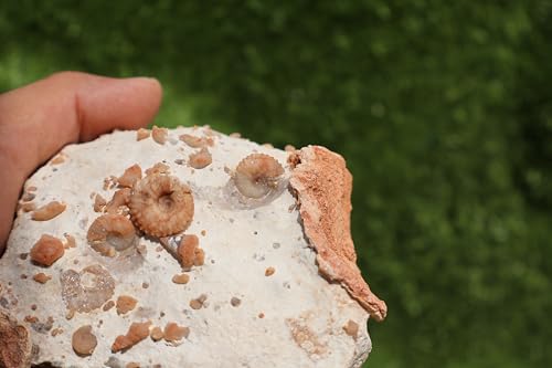 Image of Douvilleiceras & Gastropods Plate Cretaceous Fossils Fossils from Morocco Fossil Rock Ammonites Fossil A203