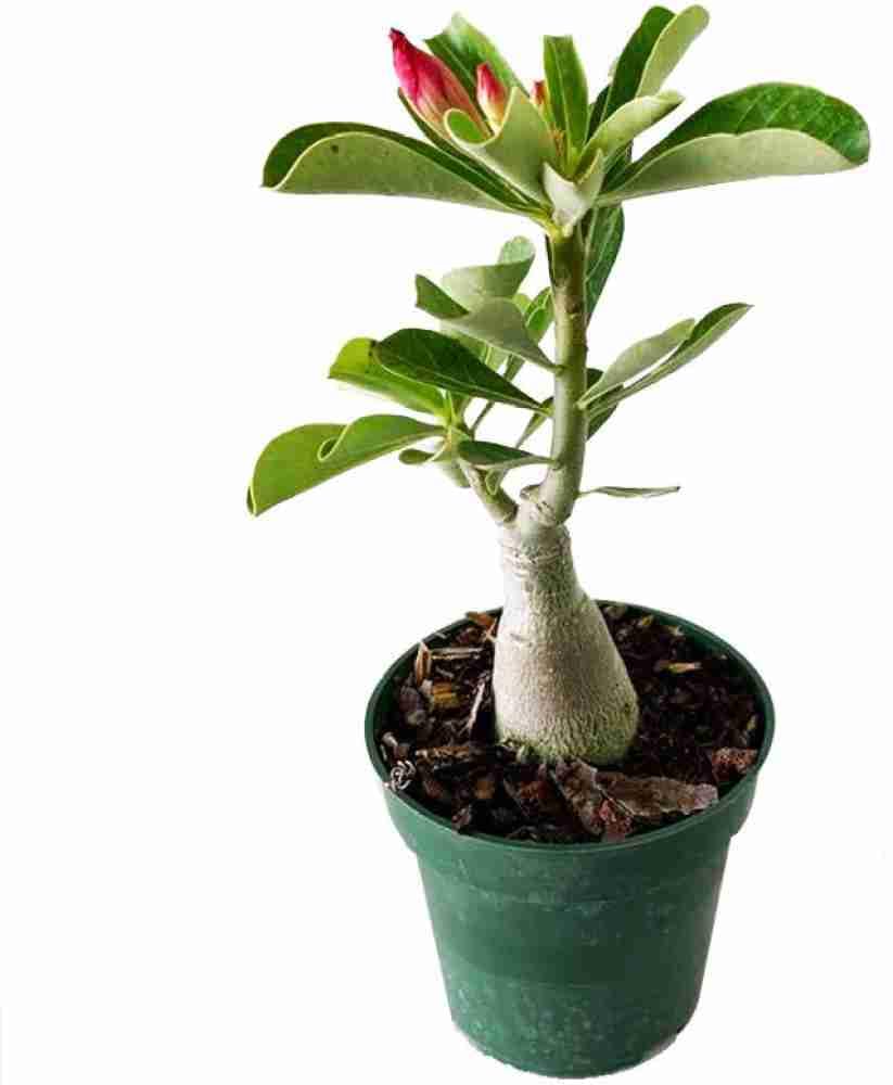 Pratshya Plant House Flower Live Plant Bonsai Rare Plants Beautiful Adenium Dessert Rose Exotic Balconies Garden (1 Live Bonsai Plant) (B0CPPT8TD9) Amazon Price History, Amazon Price Tracker
