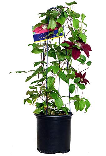 Raymond Evison Clematis - Clematis Rebecca (Clematis) Perennial red flowers 8`` - Size Container