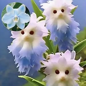 XKALKWJA 200 Stück Blaue Katzenorchideen Samen