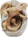 Ebros Gift Fossil Raeon Sunlight Dragon Hatchling Breaking Out of Egg Shell Decorative Figurine 5" H Dungeons and Dragons Collectible Figurine Museum Like Eggs Decor Medieval Renaissance Theme