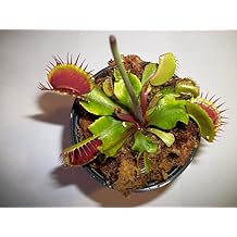 مصيدة الذباب فينوس الكبيرة الحجم - مصيدة الذباب - Dionaea Muscipula Carnivorous Plant 3 inch Pot