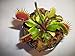 Adult Sized Venus Flytrap - Fly Trap - (Dionaea Muscipula) Carnivorous Plant 3 inch Pot