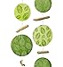 Produktbild Home Collection 2er Set sort. Capiz Girlande Windspiel L120cm grün Perlmutt mit Blattmotiv und Treibholz