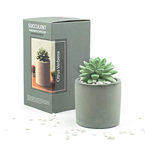 Pretty Valley Home Succulent Gypsum Ceramic Fragrance Diffuser Vase Set Citrus Verbena 100ml