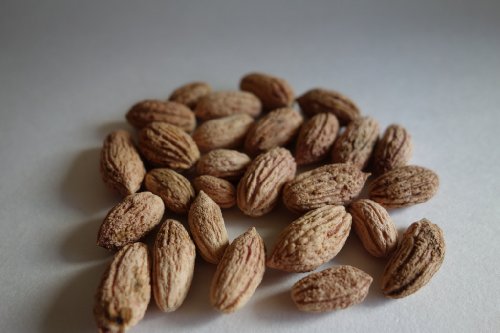 All-inclusive Olive Seeds Kit From the Holy Land