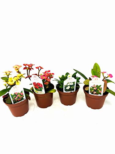 Jm Bamboo 2.5'' Euphorbia Crown Of Thorns Pack Of 2 'Live Plants' #TOP20