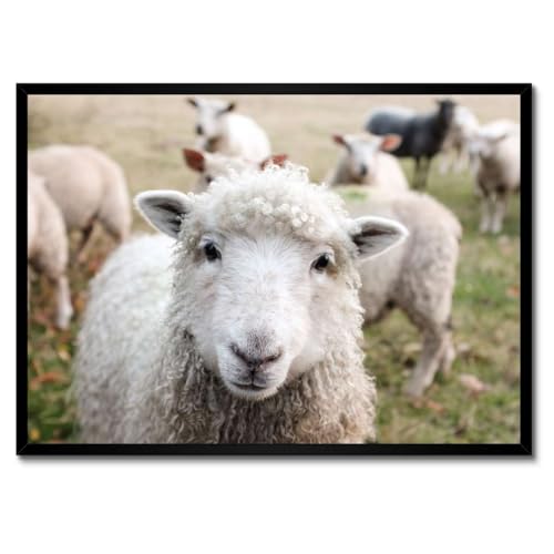 Poster Moutons pâturant de qualité supérieure cadre blanc 70 x 50