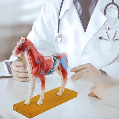 Horse Anatomy Model Teaching Horse Acupuncture Model with 114 Numbered Acupuncture Points and Detailed Organ Structure for Horse Acupressure Courses & Clinics