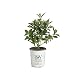 Lo & Behold 'Pink Micro Chip' Butterfly Bush (Buddleia) Live Shrub, Pink Flowers, 4.5 in. Quart