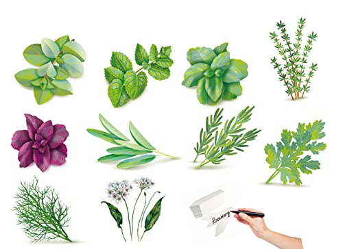 Germisem Graines Herbs Essentials Multicolore