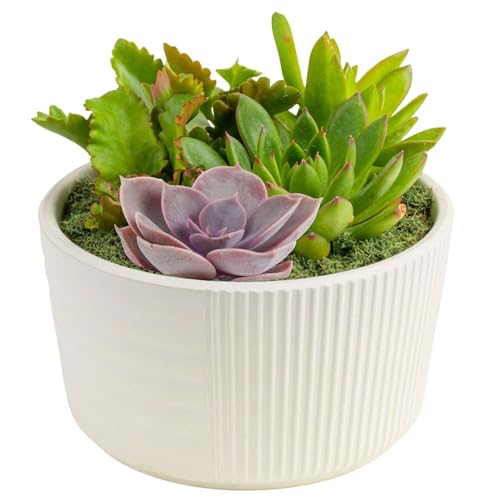 Costa Farms Live Succulents Garden, Assorted Plant Varieties in...