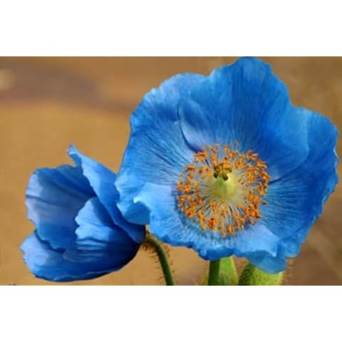 PeavyTailor Papaver rhoeas Poppy Seeds Cover