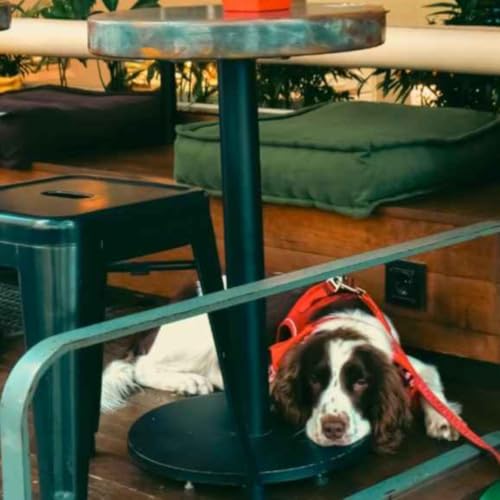 The Off Switch: Teaching Your Dog to Regulate and Do Nothing