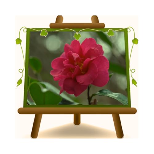 Fioritura: Fiori doppi rosso intenso nel periodo invernale-primaverile