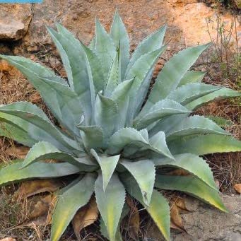 Amazon｜【種子】Agave asperrima subsp. Potosiensis◇アガベ・ポトシ
