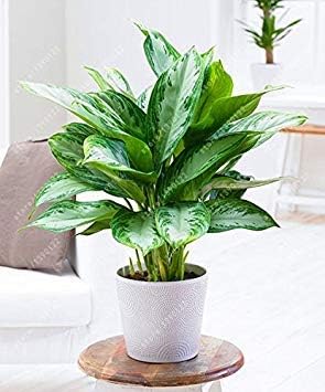 Amazon Co Jp 50個 袋アグラオネマ ピンクダッド 美しいモザイク植物多年生常緑木の花の種 観葉植物ホームガーデン鉢植え4 Diy 工具 ガーデン