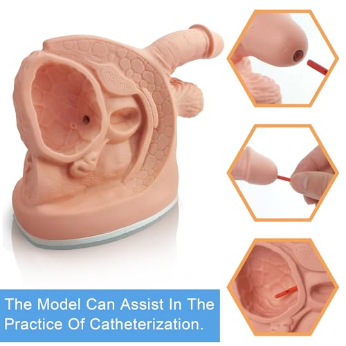 Image of Male Catheterization Model Internal and External Genital Anatomy Model for Clinical Teaching and Medical Education Training Practice, 1 Piece