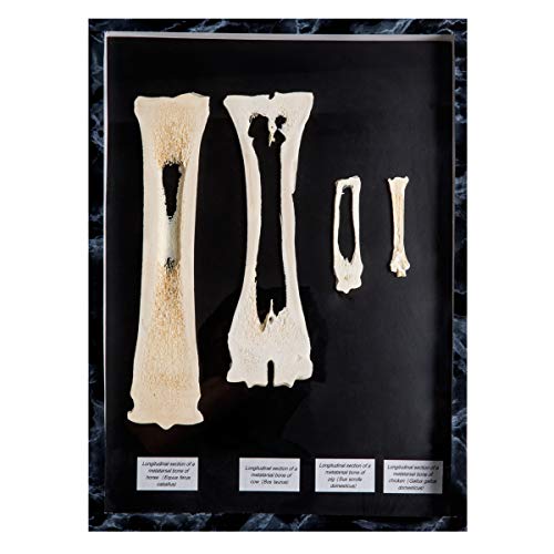 Image of 3B Scientific GmbH T30055 Comparison of Mammal Metatarsal Bones