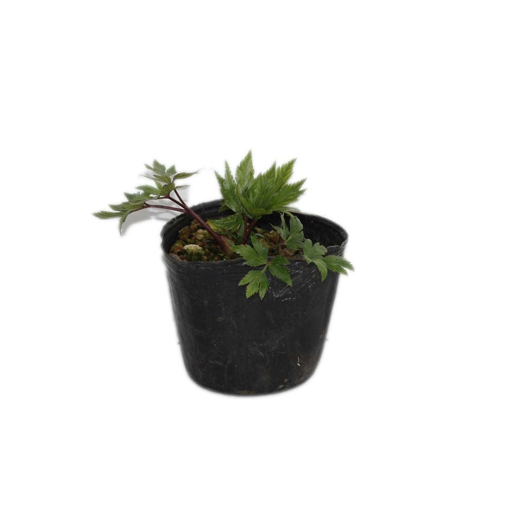 Amazon.co.jp: ［山野草苗］トウキ 3～3.5寸ポット苗 : DIY