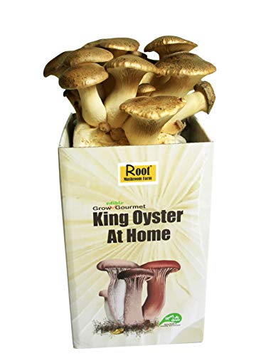 Root Mushroom Farm—King Oyster-All in one Gourmet Mushroom Growing kit Root Mushroom Farm—King Oyster-All in one Gourmet Mushroom Growing kit