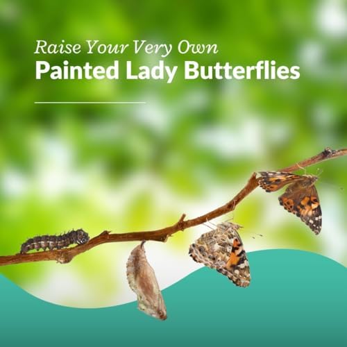 Live Painted Lady Caterpillars to Butterflies, Choose Your Quantity Kit - 2