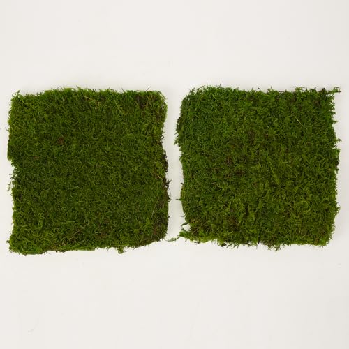 Bulk Wholesale Preserved Sheet Moss Sheet Moss Bun Moss Cushion Moss Natural Green Decorative Real Terrariums(2 sq.ft.) (Green-B)