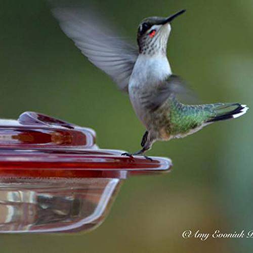 Birds Choice Np1008 Hummerfest Feeder, Hummingbird Nectar Feeder With Ant Moat, 8Oz Capacity, Red #TOP3